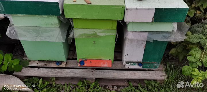 Пчелы с ульями