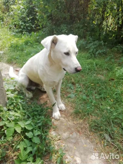 Кобелек и девочка