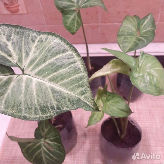 Сингониум Баттерфляй (бабочка)