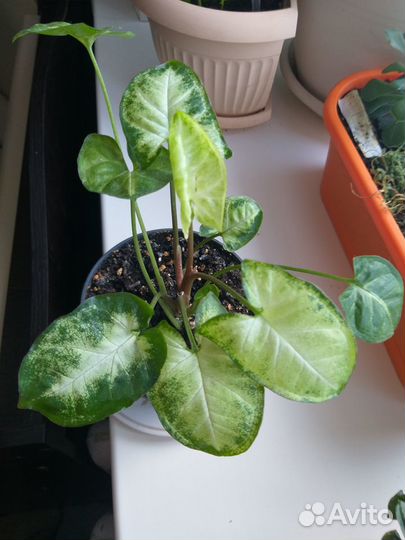 Комнатные цветы