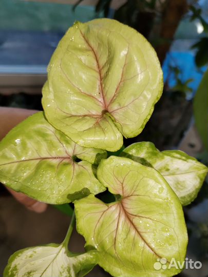 Сингониумы сортовые