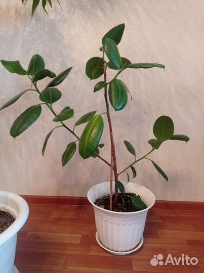 Фикус, алое вера