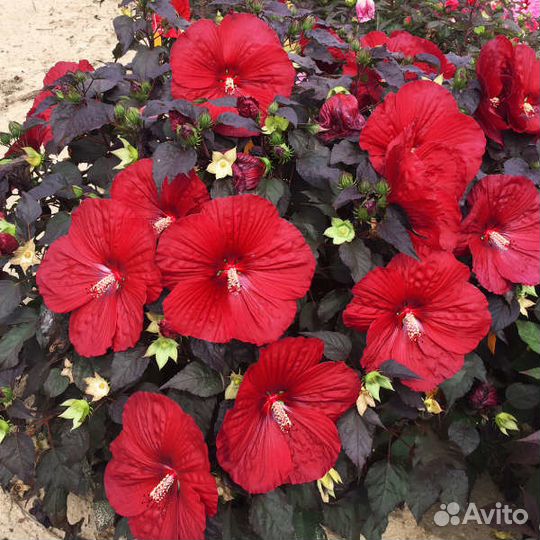 Семена и саженцы зимующих гибискусов