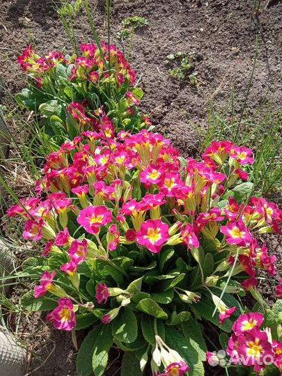 Многолетние цветы