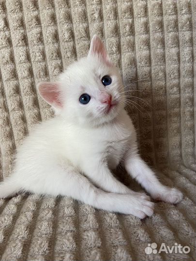 Отдам котенка