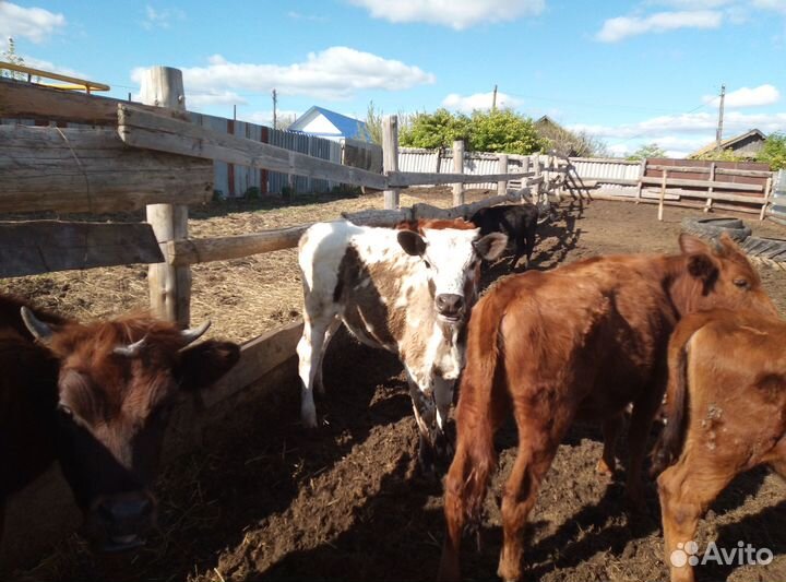 Бычки и телочки