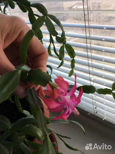 Цветок декабриста (цвет фуксии )