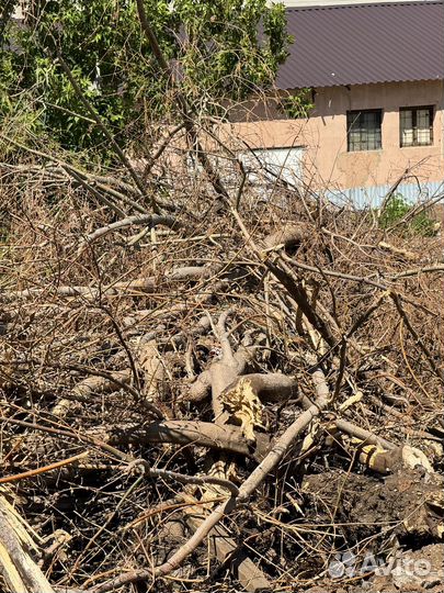 Дрова беслатно