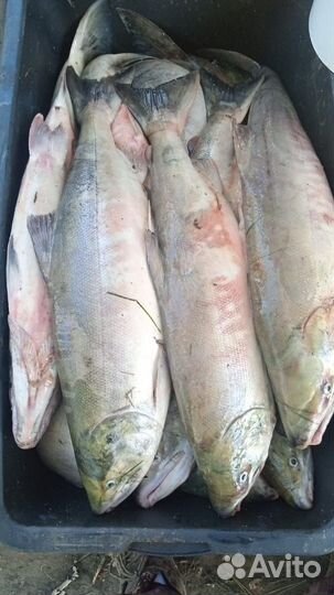 Продам сырец