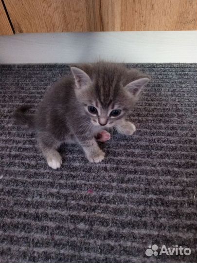 Котенок девочка 1 месяц
