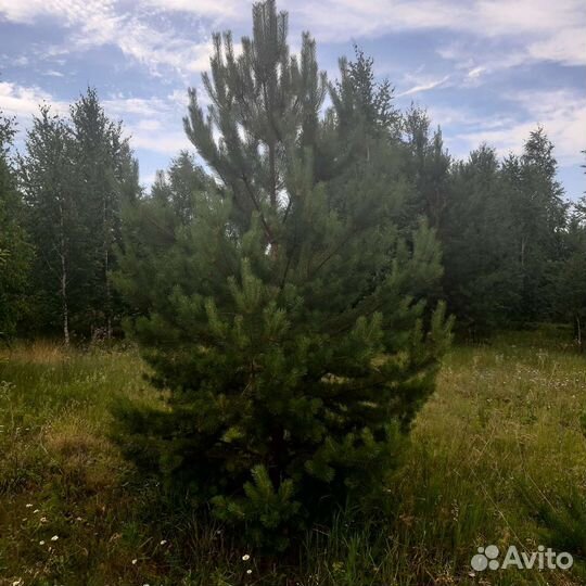 Озеленение и благоустройство