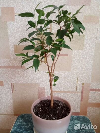 Фикус бенджамина