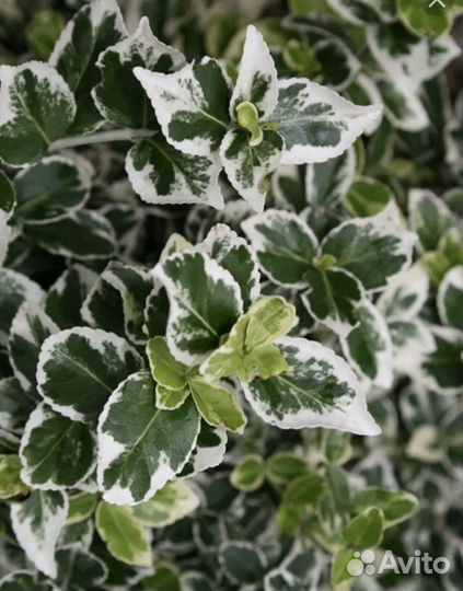 Бересклет Форчуна