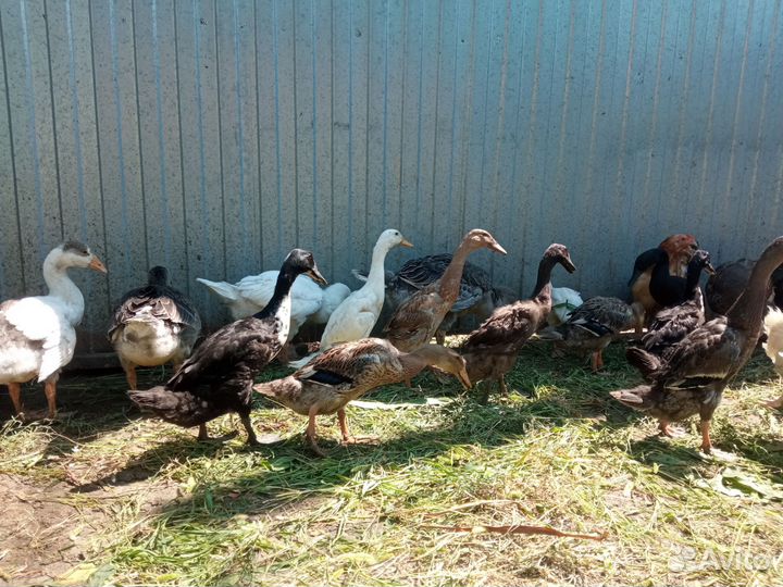 Разная птица