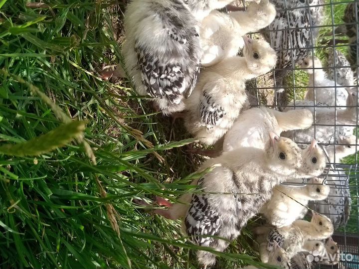 Домашняя птица