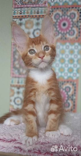 Котята мейн-кун