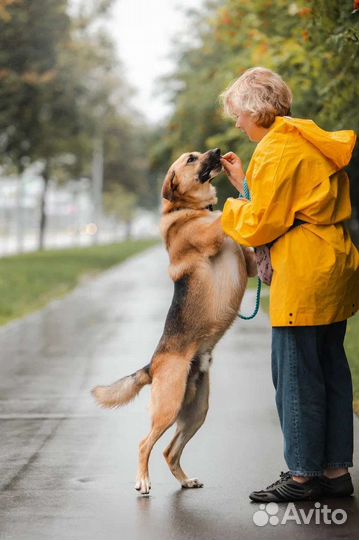 Собака в добрые руки