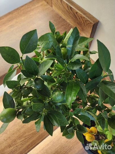 Цитрус каламондин