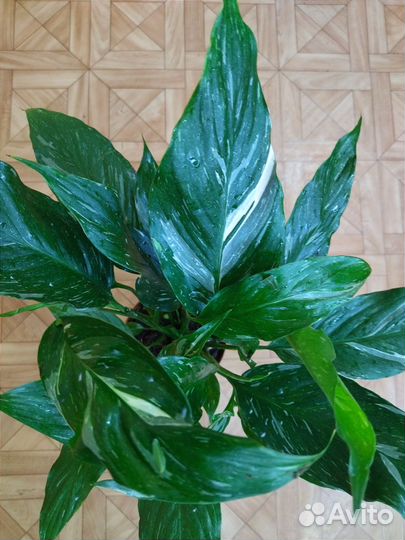 Спатифиллум Даймонд вар /Spathiphyllum Diamond var