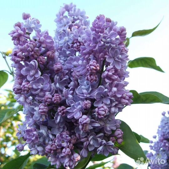 Махровая сирень Небесные цветы