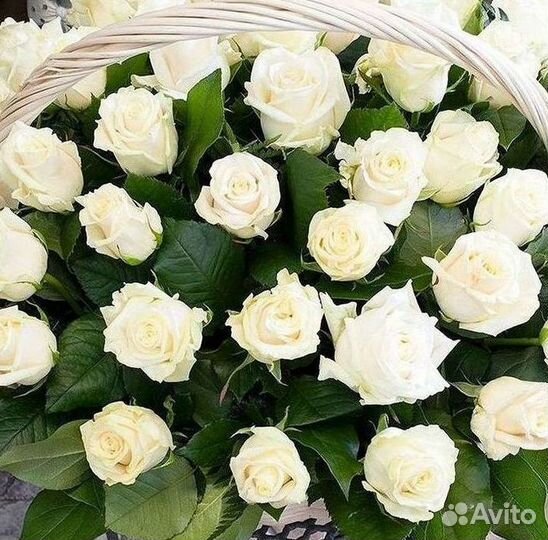 Розы Цветы Букеты 25 51 151 201 101 301 501 опт