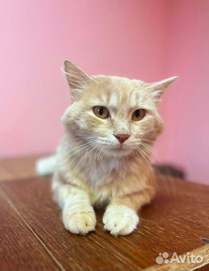 Котик ищет дом