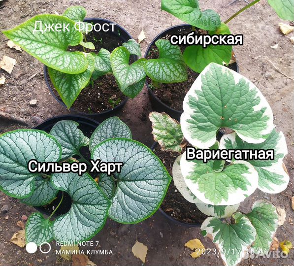 Бруннера Вариегатная