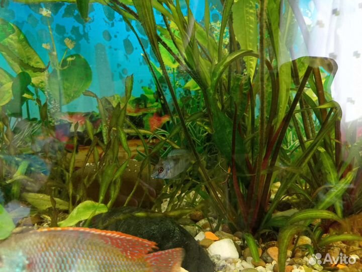 Аквариумные рыбки цихлиды