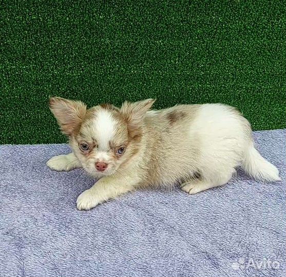 Чихуахуа мальчик мерле голубоглазый