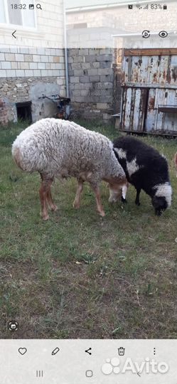 Баран гиссар