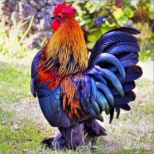 Продам петухов