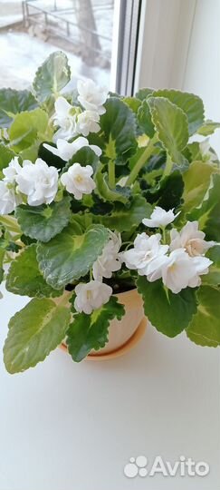 Фиалка листок с корешками