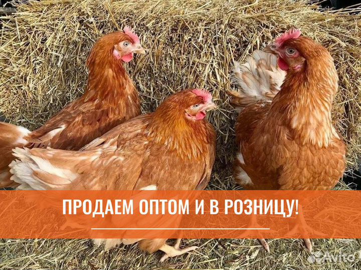 Куры несушки с агрофермы