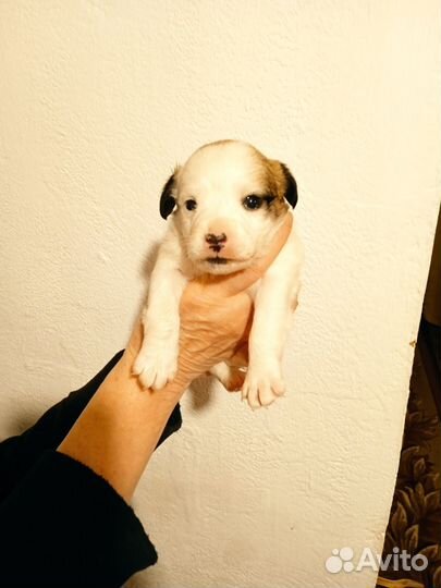 Отдам щенков от маленькой собачки мальчики