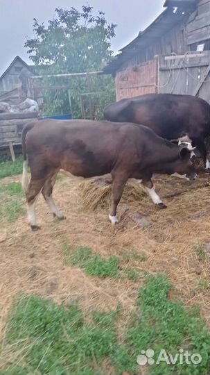 Телка 1.5 года