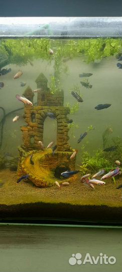 Аквариумные рыбки петушки