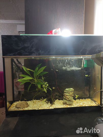 Аквариум с рыбками
