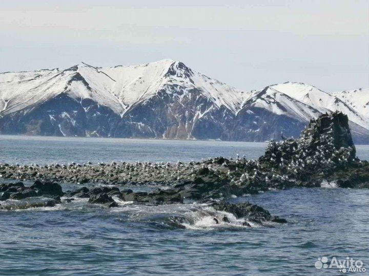 Косатки и Киты. Морской тур. Камчатка