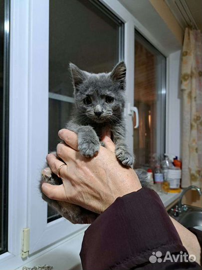 Кошечка мама русская голубая 5 месяцев
