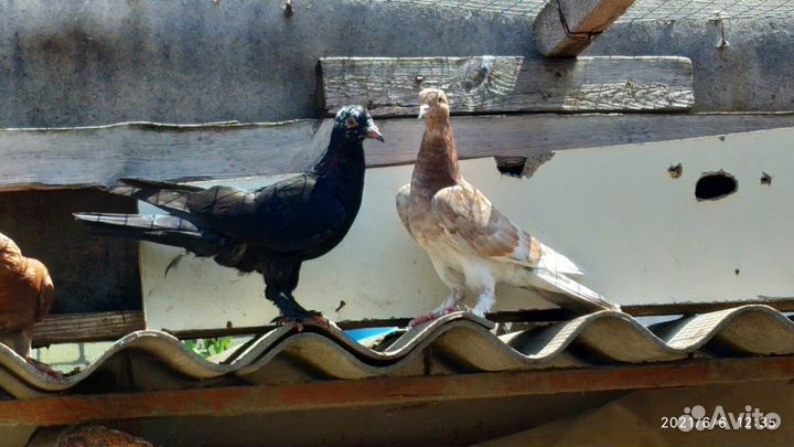 Бакинцы широкохвостые