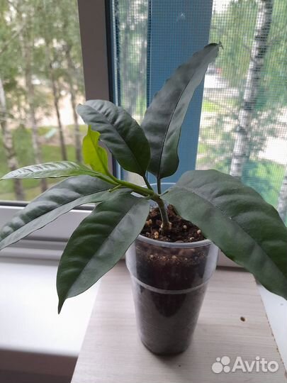 Комнатные растения