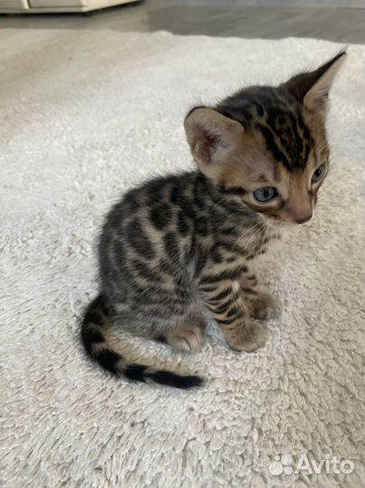 Бенгальские котята