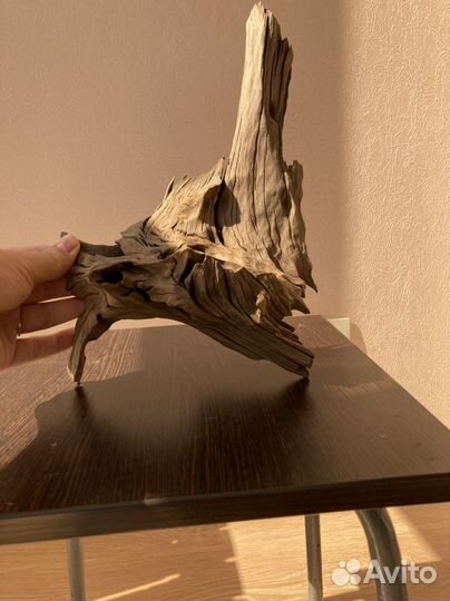 Коряга мангровая