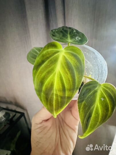 Филодендрон эль чоко ред