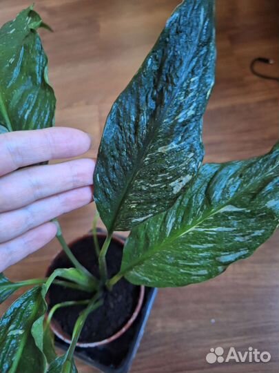 Спатифиллум Даймонд, diamond