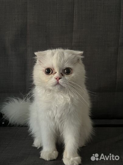 Кошка бесплатно