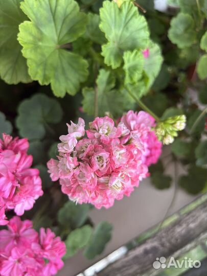 Пеларгония герань розебудка белый снег