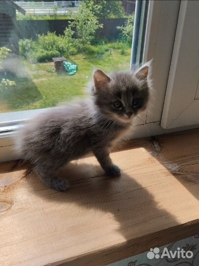 Котенок мальчик серый пушистый домашний