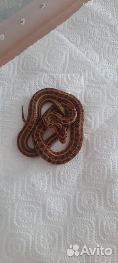 Змея узорчатый полоз