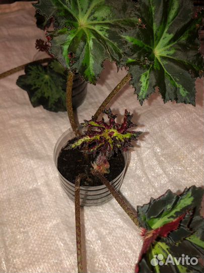 Бегония Клеопатра (детки)